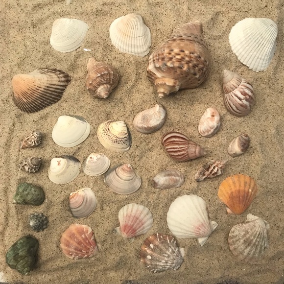 30pc Sea Shell Collection - Picture 8 of 8